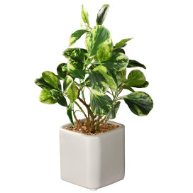 10 Jade Plant